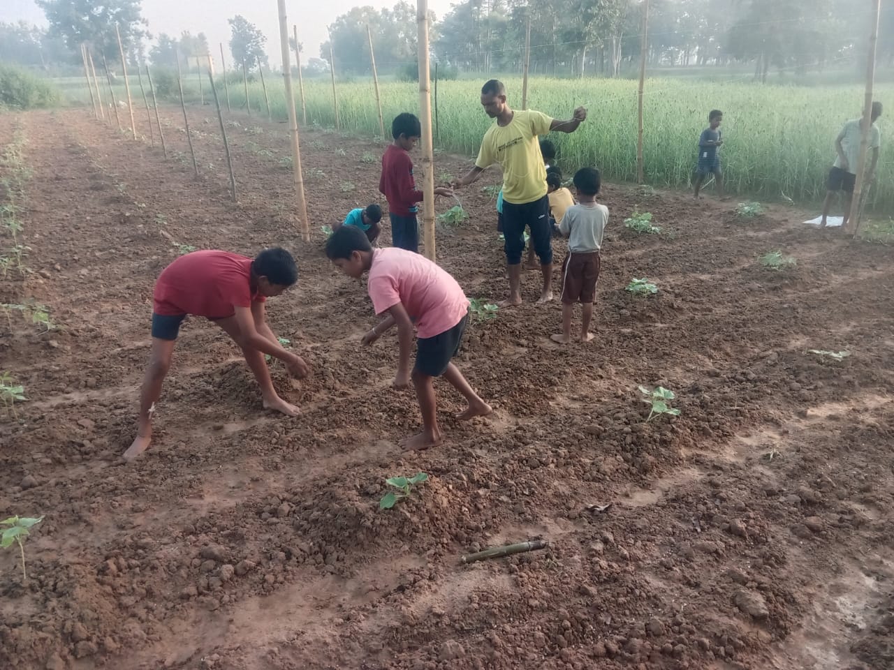 Plantation 1