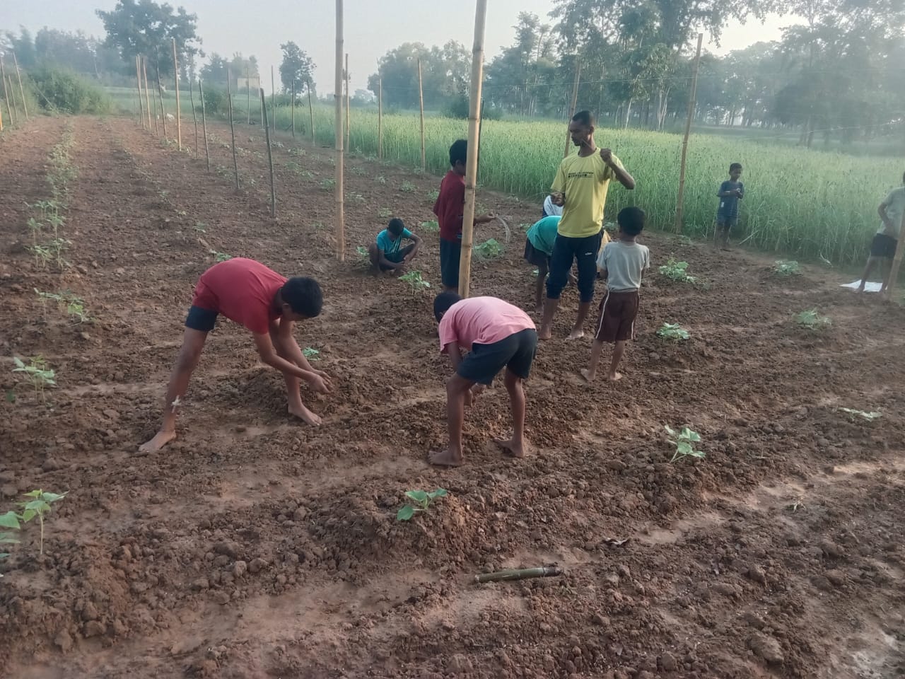 Plantation 2